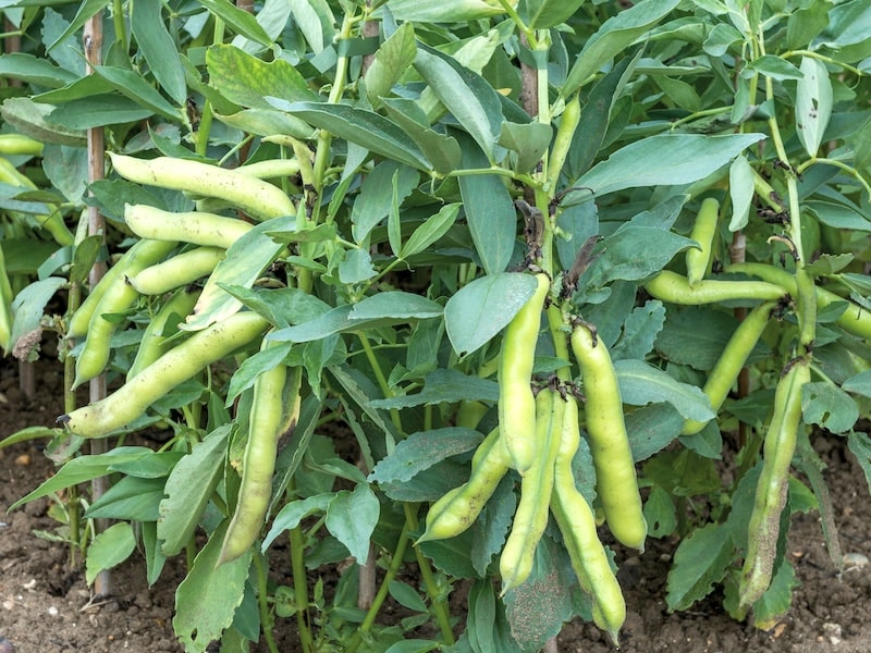 Broad Beans