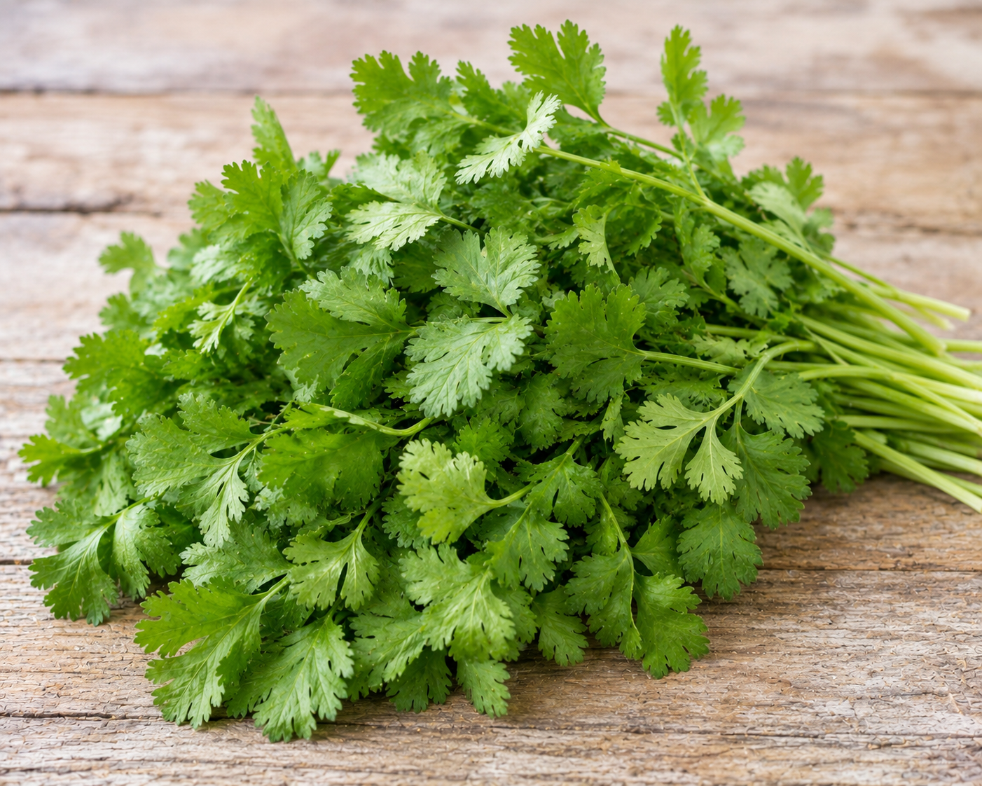 Coriander (without Roots)